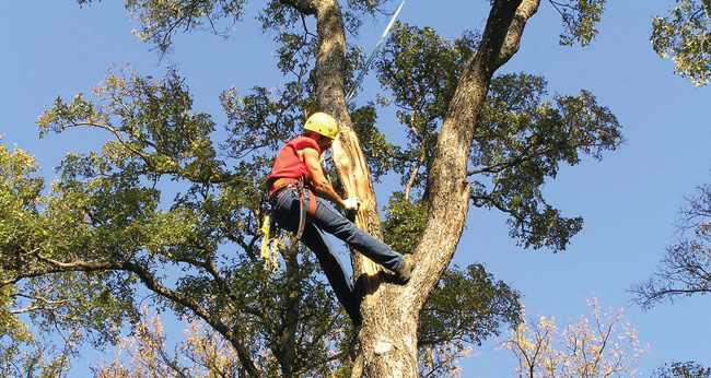 Tree Cutting La Vergne